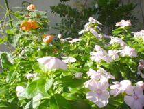 花