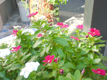 花