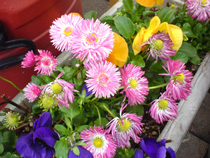 花