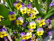 花