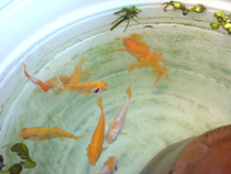 金魚