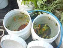 金魚